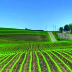 Зърнени и маслодайни продукти във варненско – ЗК Труд