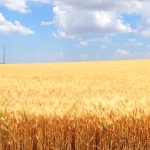 Производство на зърнени и маслодайни култури в с. Варненци | ЗК Прогрес
