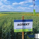Rapool Bulgaria – селекция и производство на хибриди от маслодайна рапица