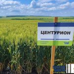 Rapool Bulgaria – селекция и производство на хибриди от маслодайна рапица