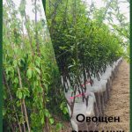 Овошки, горски и декоративни растения Сливен | Овощен разсадник Милис