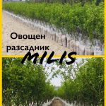 Овошки, горски и декоративни растения Сливен | Овощен разсадник Милис