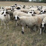 Овцевъд и производител на био продукти | ЗП Александър Александров