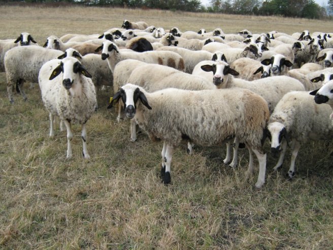 Овцевъд и производител на био продукти | ЗП Александър Александров