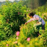 Производство на маслодайна роза и козметични продукти от нея | Олимп 7