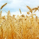 Производство на земеделска продукция област Велико Търново | ЕТ Божидар Алтънов