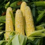 Кооперация за качествена земеделска продукция | ЗКПУ Златен Клас