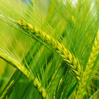 Земеделска кооперация в Брезник | ЗКПУ Граово 94