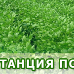 Опитна Станция по Соя – Павликени – Наука, традиции и качество в едно