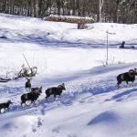 Лов и туризъм в Родопите | Ловно стопанство Тъмраш