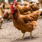 Селскостопанска продукция в Раковски | Надежда – Бим ЕООД