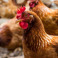 Селскостопанска продукция в Раковски | Надежда – Бим ЕООД