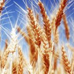 Кооперация за качествена земеделска продукция | ЗКПУ Златен Клас