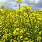 Кооперация за качествена земеделска продукция | ЗКПУ Златен Клас