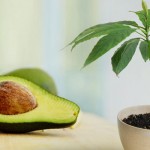 avocado-zemedelie-dyrvo-semka