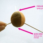 avocado-zemedelie-dyrvo-semka-2