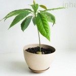 avocado-zemedelie-dyrvo-semka-saksia