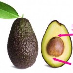 avocado-zemedelie-dyrvo-semka-vidove